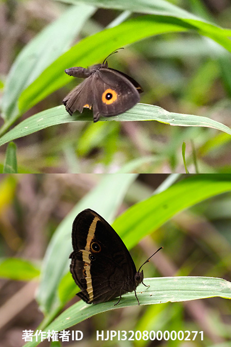ベニモンコジャノメの仲間　Henotesia　sp.?