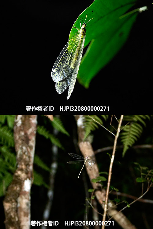 ウスバカゲロウの仲間