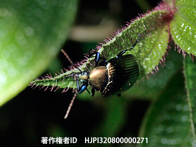 ハムシだろうか？ゴミムシダマシだろうか？