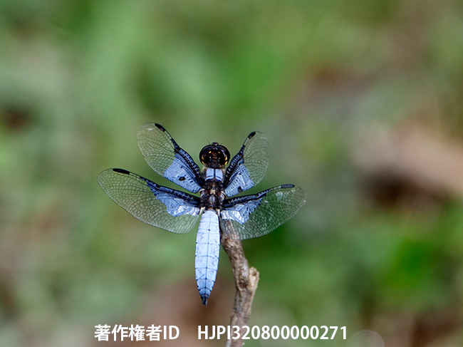 ヒメハラビロトンボの仲間　Palpopleura vestita