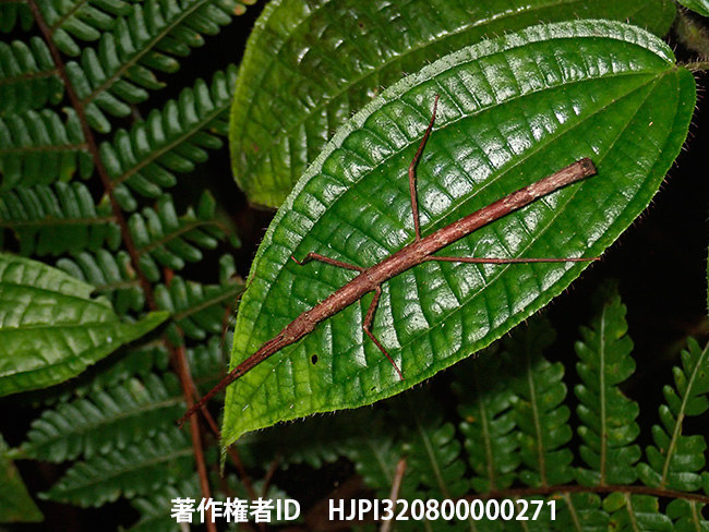 ナナフシの一種　Leprodes gibbifer