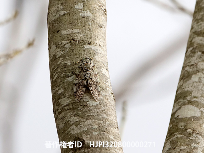 マダガスカルのニイニイゼミの仲間　Auchenorrhyncha sp.