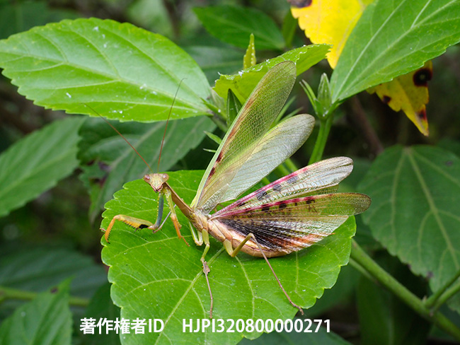 カマキリの仲間　Polyspilota aeruginosa？