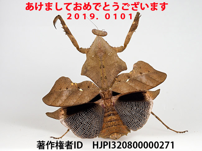 あけましておめでとうございます