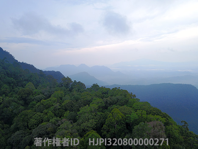 ボルネオから戻って