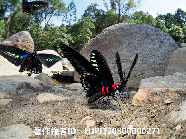 アカエリトリバネアゲハ Trogonoptera brookiana