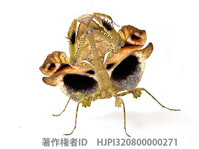 イカガタカレハカマキリ　Deroplatys trigonodera