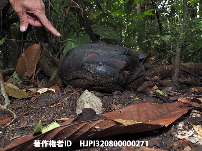 ラフレシアのつぼみ