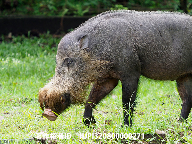 ヒゲイノシシ　Sus barbatus