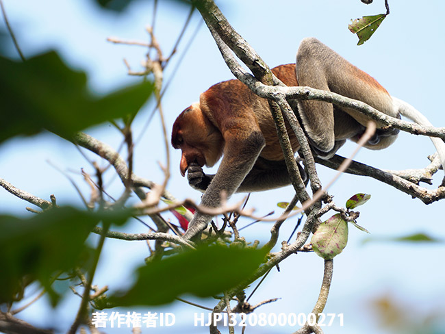 テングザル　Nasalis larvatus