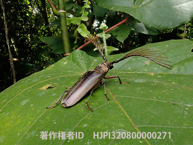 ウオーレスクシヒゲカミキリ　 Cyriopalus wallacei