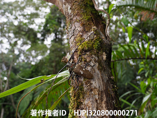 トムソニーシロスジカミキリ　Batocera thomsonii