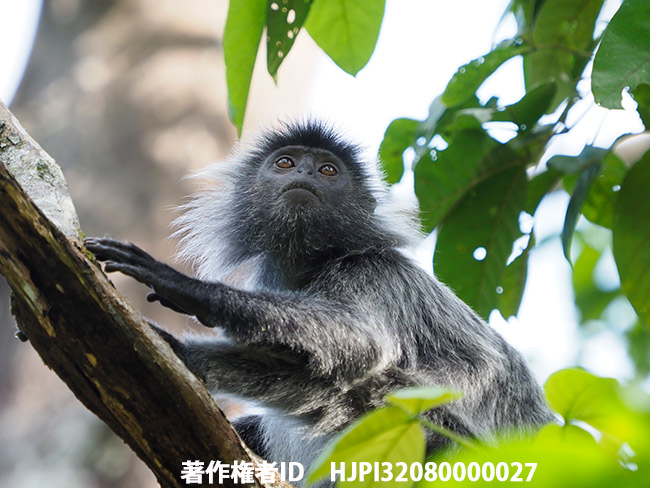 シルバーリーフモンキー　Presbytis cristata