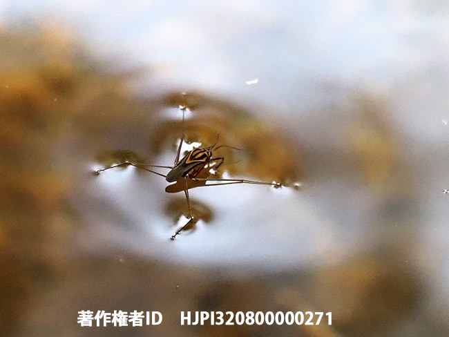 ボルネオの川にいたシマアメンボの仲間　Metrocoris sp.