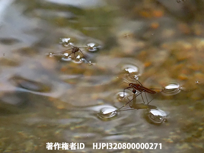 川にいたアメンボ２種　Gerris sp.?