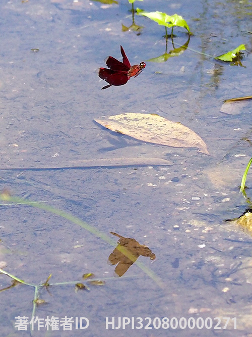 ナンヨウベッコウトンボ　Neurothemis terminata？