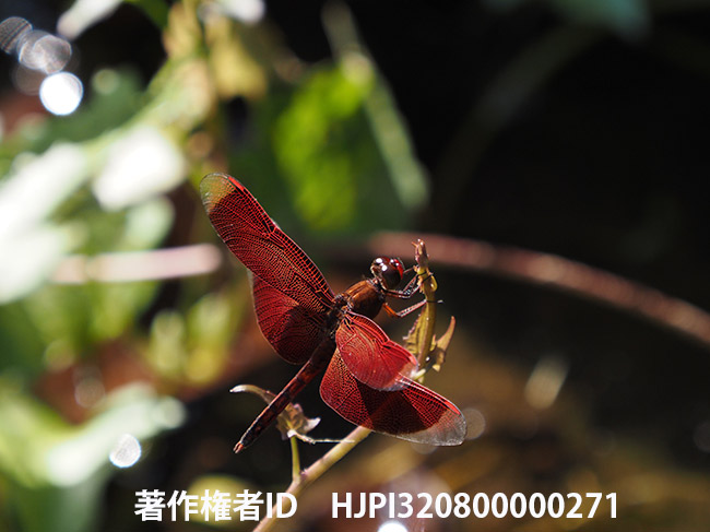 アカスジナンヨウベッコウトンボ　Neurothemis ramburii？