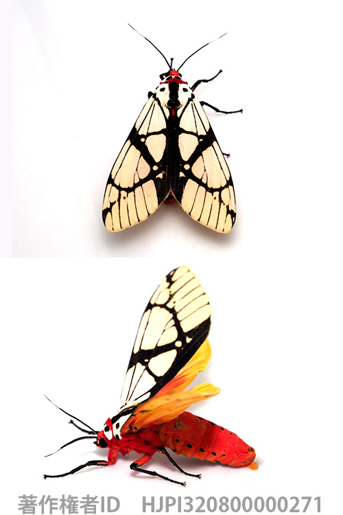 顔のような模様のある蛾　Areas galactina