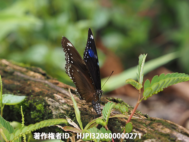 リュウキュウムラサキの産卵　Hypolimnas bolina