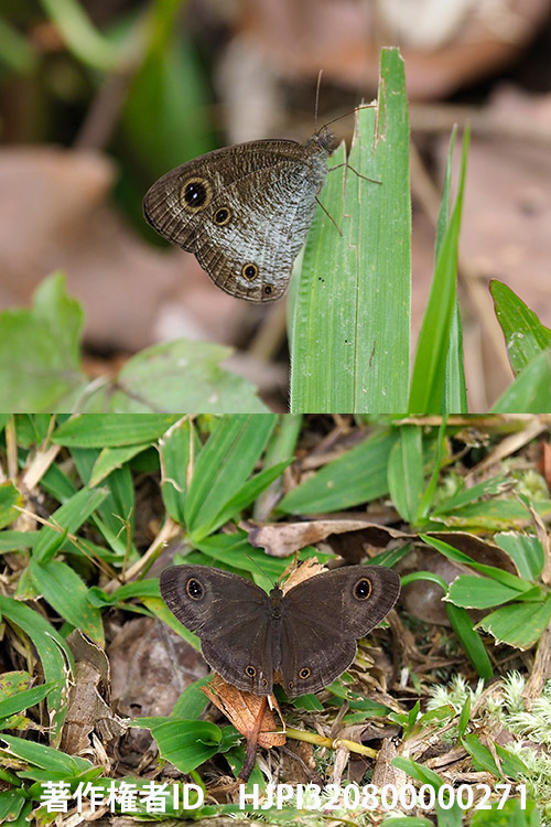 クロウラナミジャノメ　Ypthima pandocus
