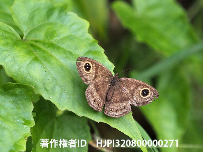 ファスキアータウラナミジャノメ　Ypthima fasciata