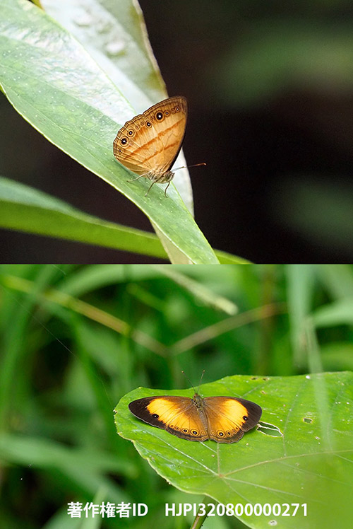 マルギナタコジャノメ Mycalesis marginata
