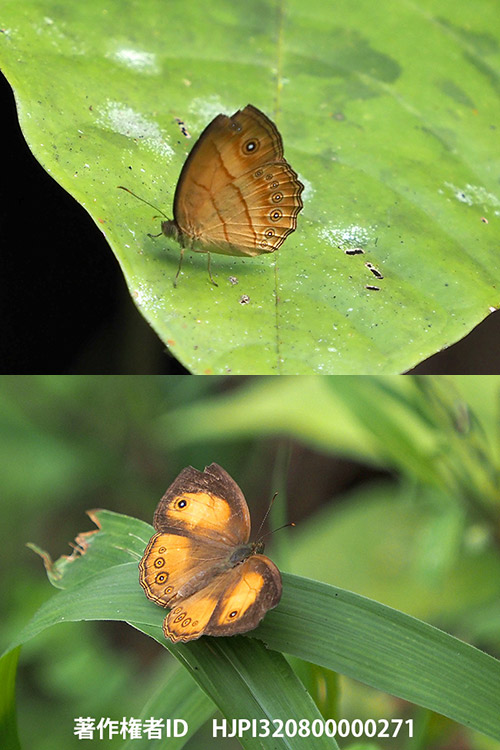 アナピタコジャノメ　Mycalesis anapita