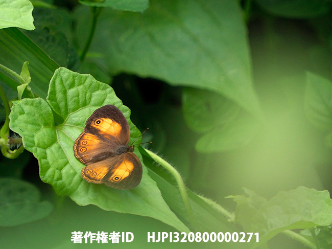 パティアナコジャノメ Mycalesis patiana