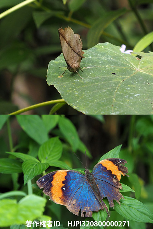 リンボルギコノハチョウ Kallima limborgi 