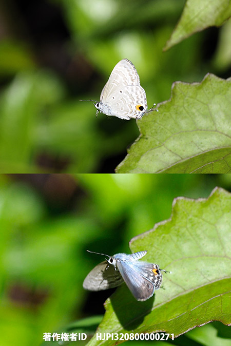 ウスアオオナガウラナミシジミのメス　Catochrysops panormus