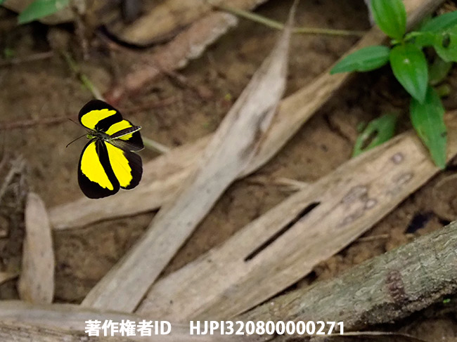 アトグロキチョウ