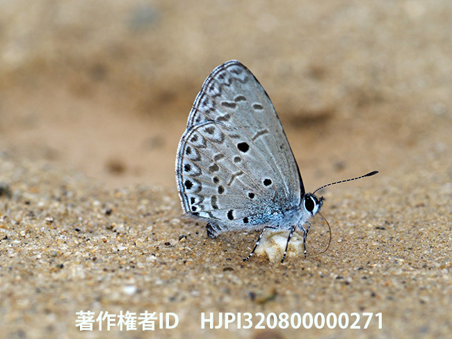 ヤクシマルリシジミ　Acytolepis puspa