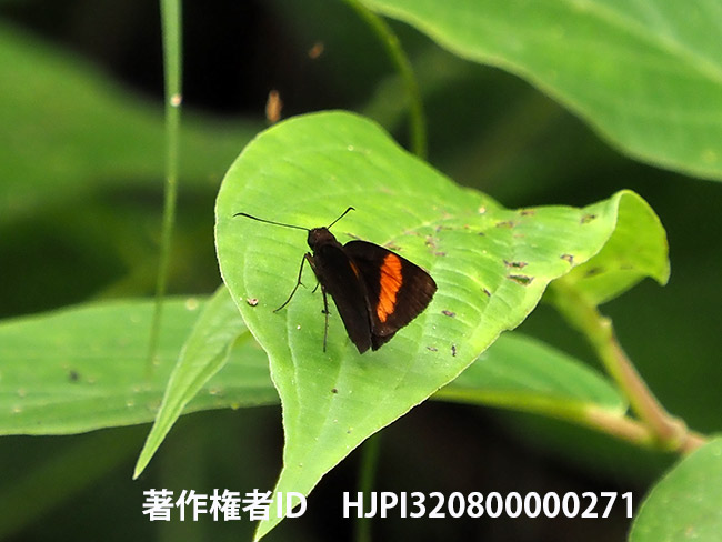 ショウガセセリの仲間 Ancistroides armatus