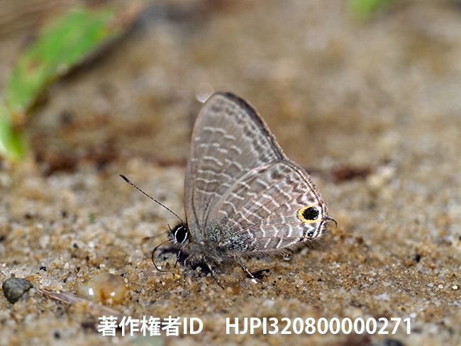 アマミウラナミシジミの仲間　Nacaduba　sp.