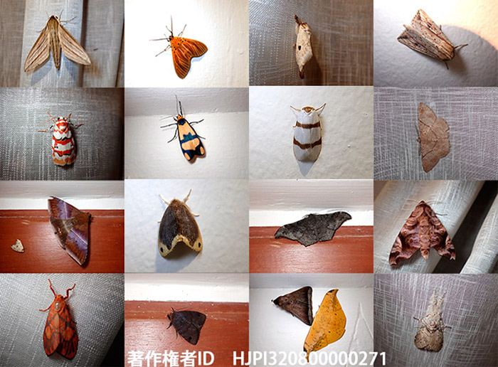 ボルネオで部屋に入ってきたガ