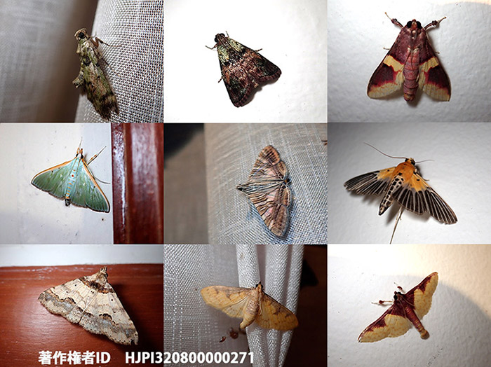 ボルネオの部屋のなかに来たメイガの仲間