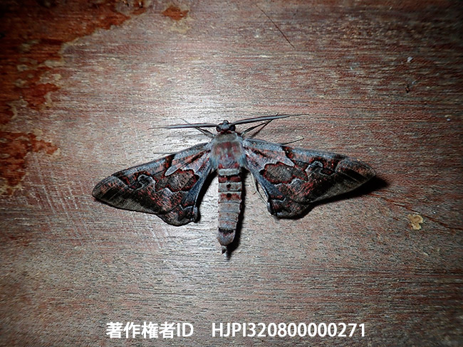 美しいシャクガの仲間 Hypochrosis sp.