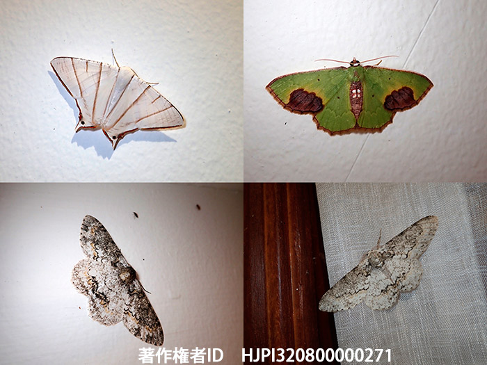 シャクガの仲間　 Spaniocentra sp.