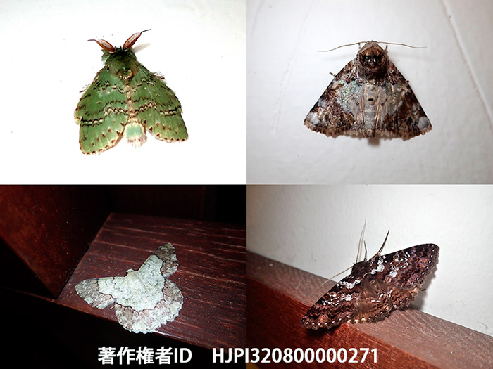 このガが木にとまっていたら見つからない　Pingasa ruginaria