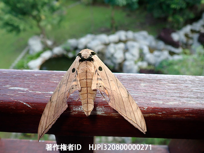 窓から外を見るホソバスズメの仲間　Ambulyx substrigilis