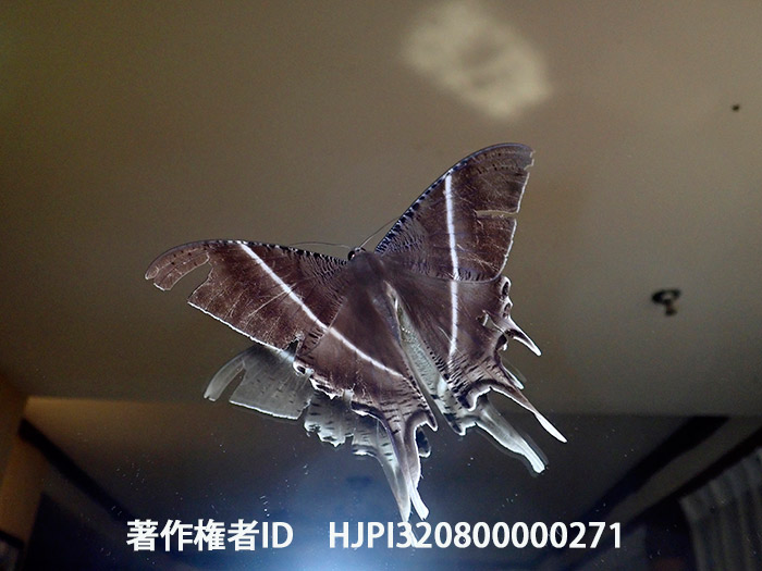 オオツバメガ Lyssa zampa