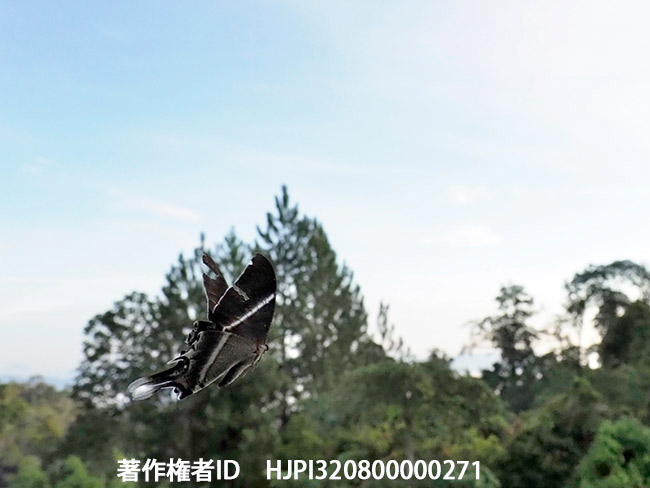 森に帰るオオツバメガ　Lyssa zampa