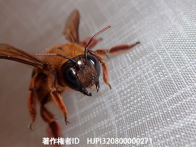 大きなクマバチのメス　Xylocopa myops