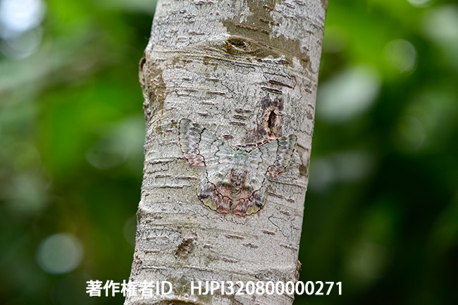 木の幹に溶け込むガの模様　Pingasa sp.