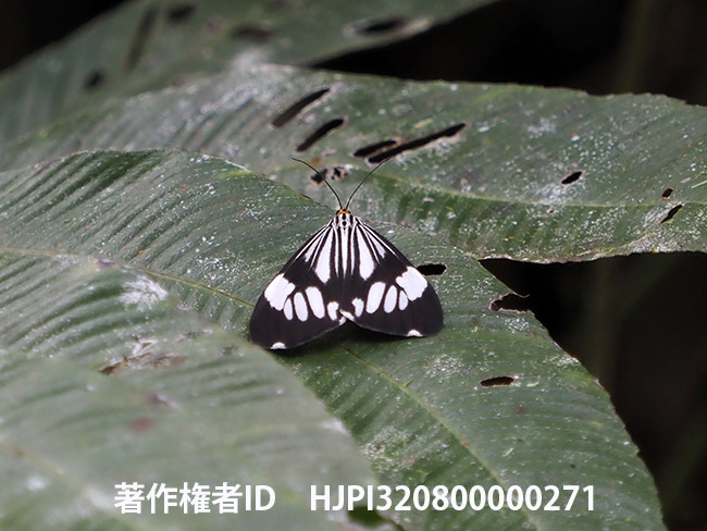 モンシロモドキの１種　Nyctemera coleta 