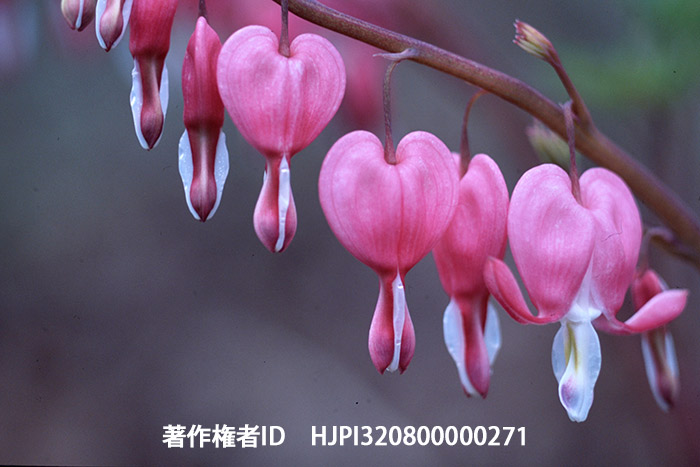 アトリエのタイツリソウ　ミノルタSRT101