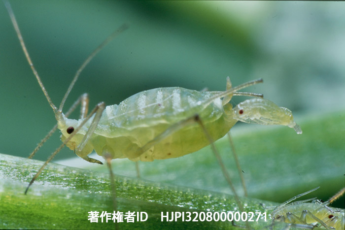 子を産むアブラムシ　オリンパスOM-2
