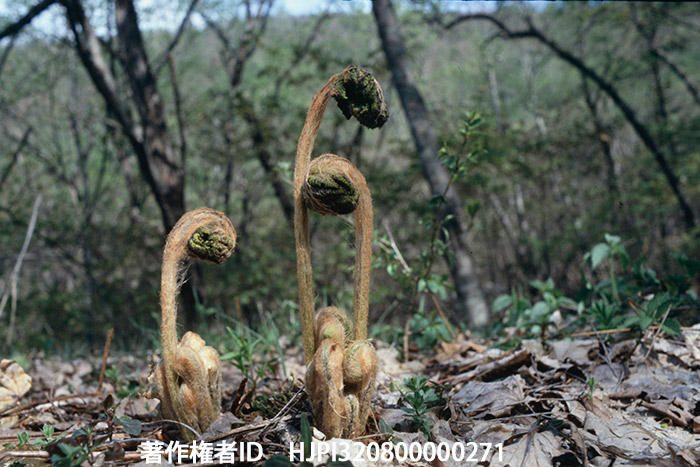 イノデ　ペンタックスS2