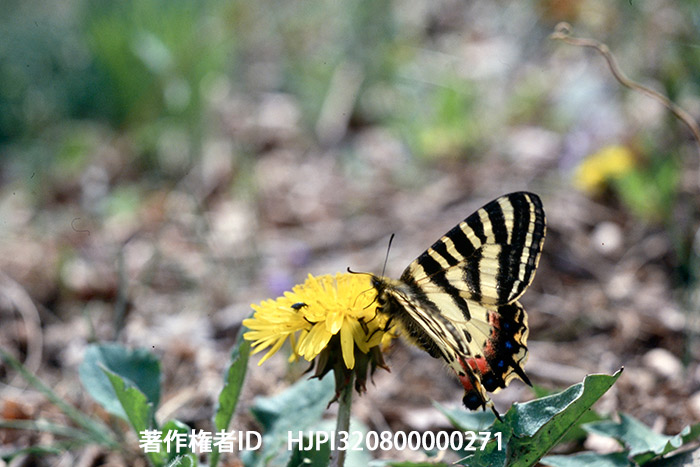 ヒメギフチョウ　キャノンF-1