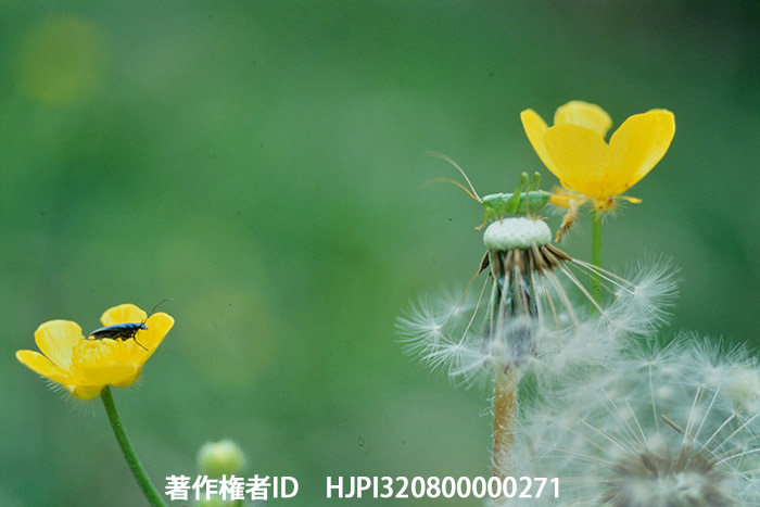 ヤブキリの幼虫　コニカオートレフレックスTC